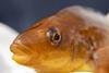 Personality may affect whether a fish is good at its job Photo: SAIC