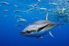 Cabo Verde tuna agreement