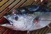 Yellowfin tuna. Credit: NOAA