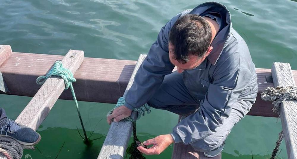 New way of shellfish farming in open water News World Fishing