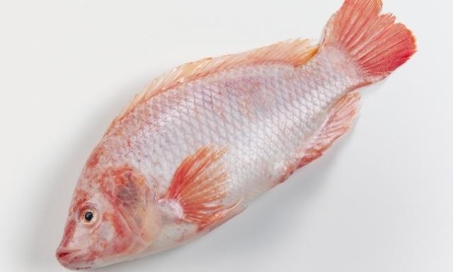 New Aller Aqua factory in Zambia | News | World Fishing