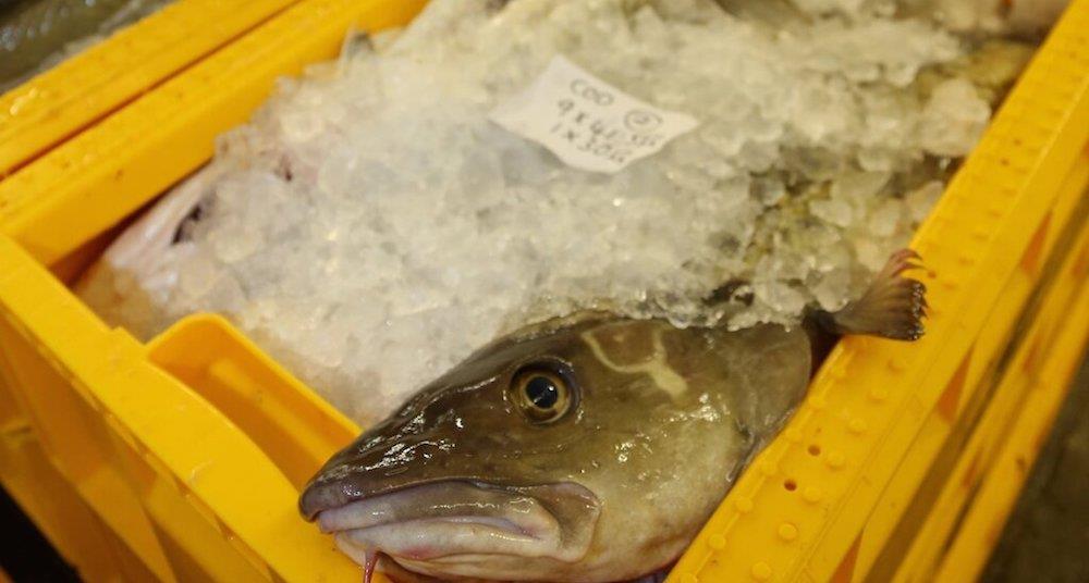 Cod fishing at risk from quota cut News World Fishing
