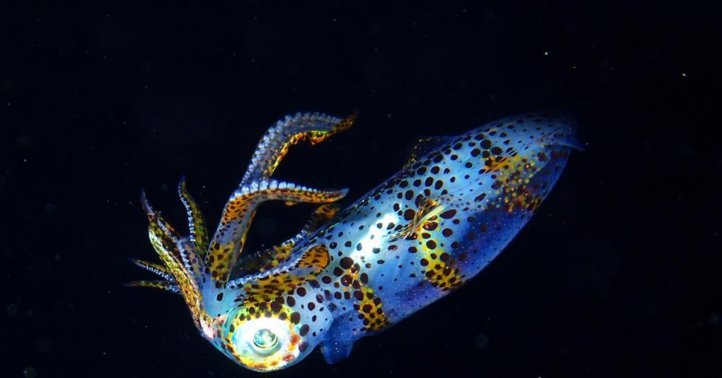 Japan’s squid farming breakthrough | News | World Fishing