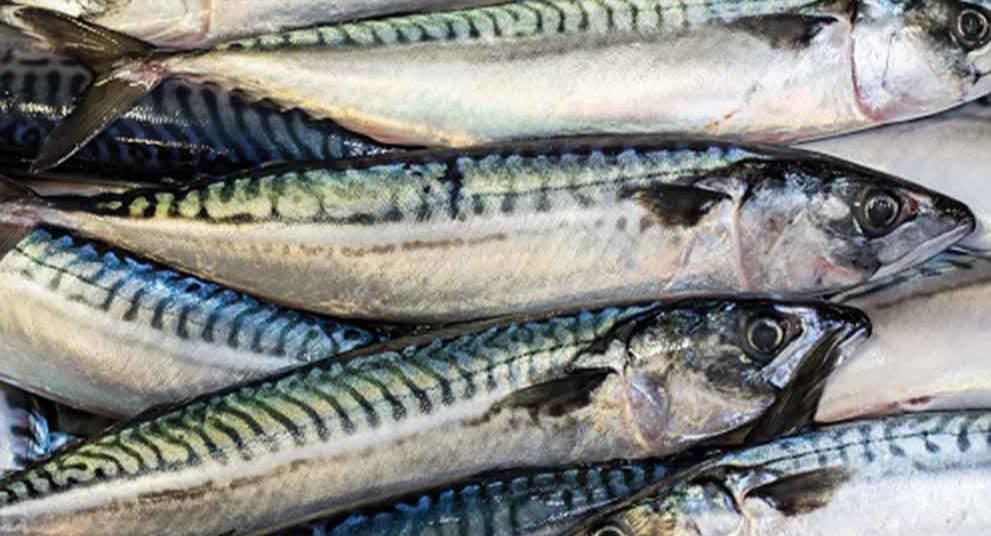 Scottish mackerel sector calls for quota dispute resolution News