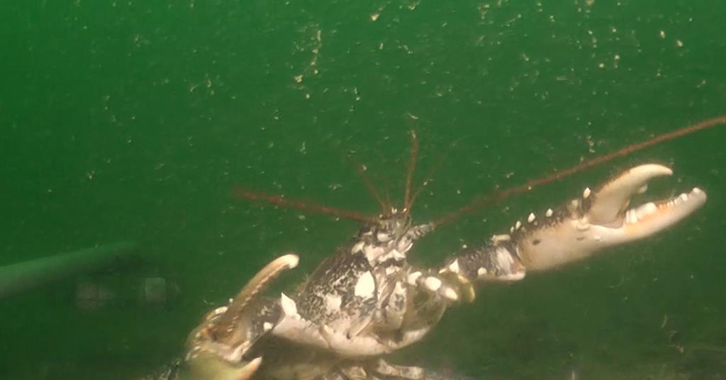 Lobster tagging to assess habitat restoration effects of offshore ...