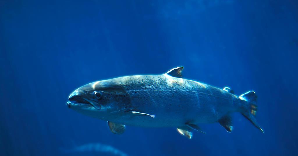 Salmon health testing kit News World Fishing