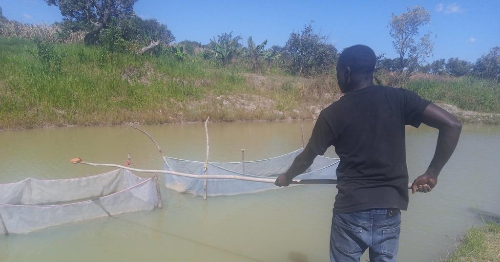 Zambian farmers benefiting from smallholder aquaculture News World Fishing