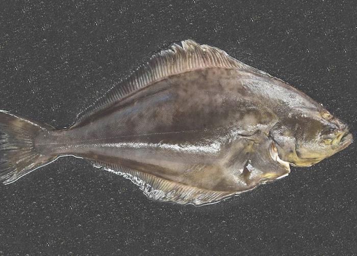 Use farmed halibut, says Direct Seafoods | News | World Fishing