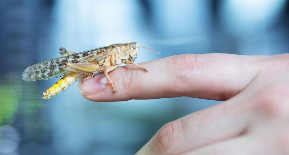 Grasshoppers and crickets – protein for salmon, News