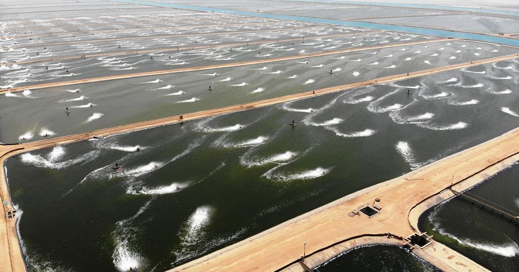 Miracle In The Desert News World Fishing