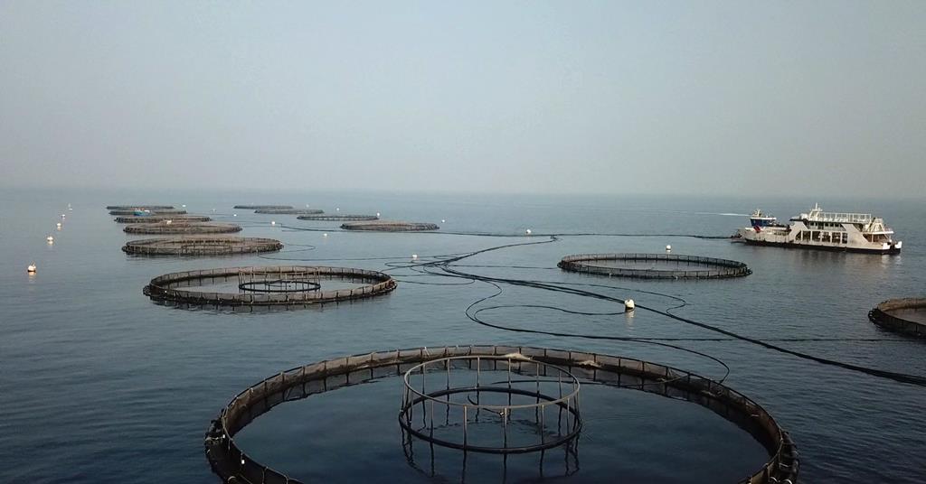 Miracle In The Desert News World Fishing