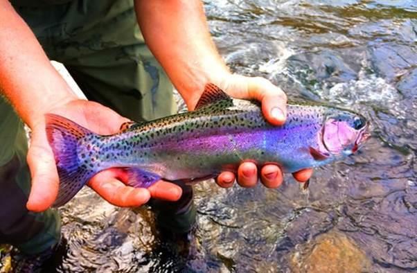 Rainbow trout – a fish with healthy potential, News