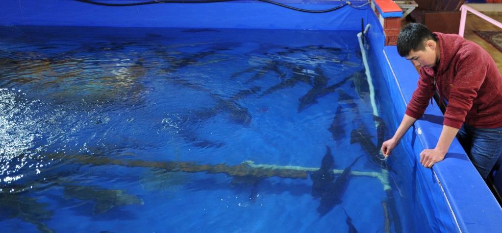 FAO backs Kyrgyz aquaculture growth | News | World Fishing
