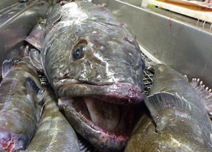 antarctic toothfish