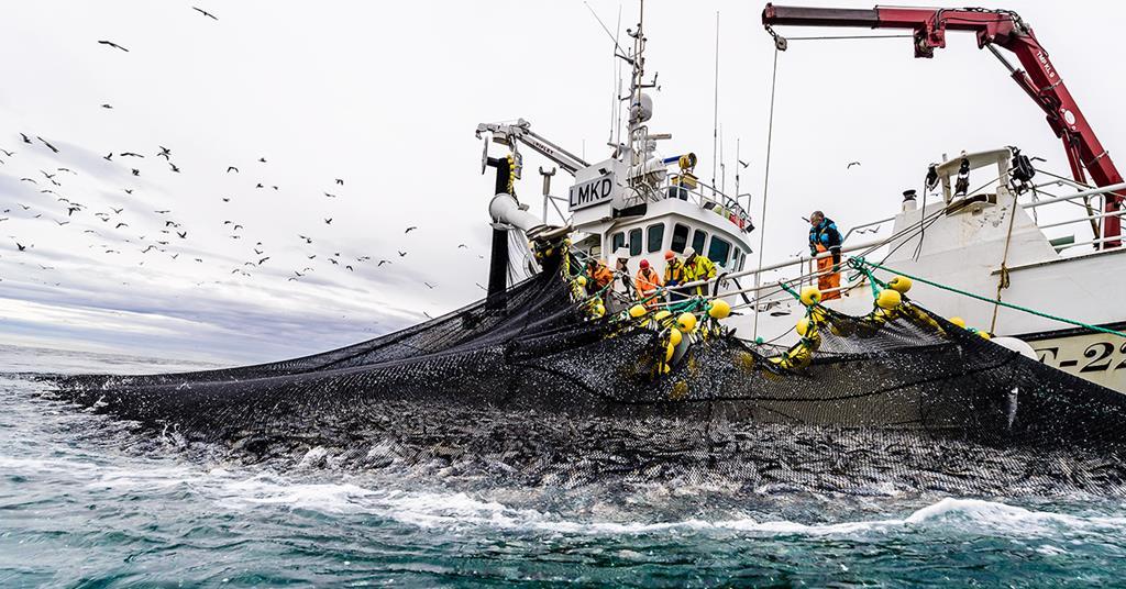 Lower herring, mackerel quotas advised for Northeast Atlantic and
