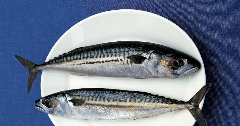 Northeast Atlantic mackerel downgraded News World Fishing