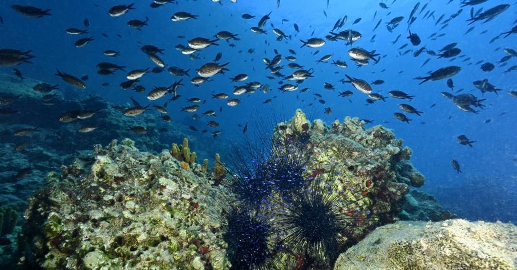 New destructive fishing definition to ‘kickstart fresh era’ in fishing