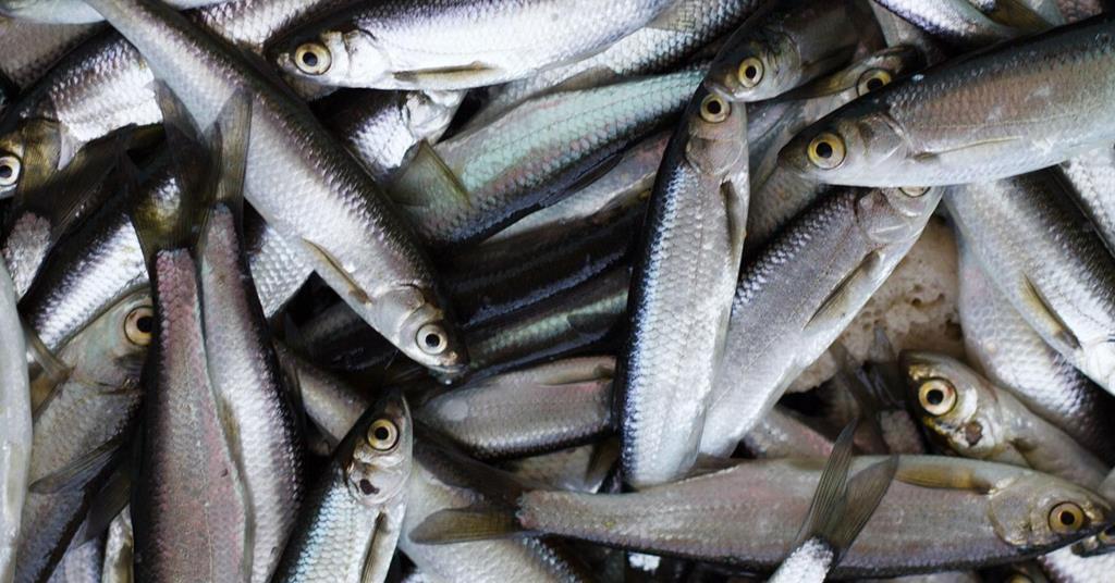 Northeast Atlantic mackerel, blue whiting and herring quotas set News