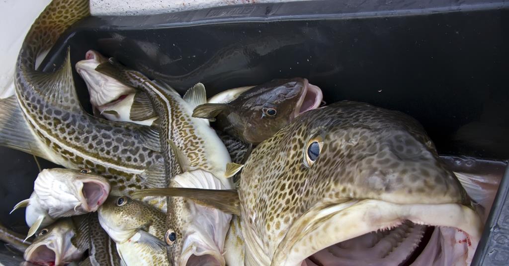 2023 cod quota cut News World Fishing