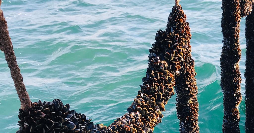 Mussels with benefits News World Fishing