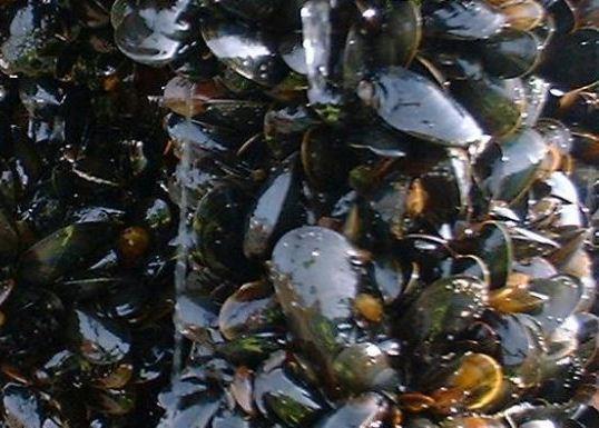 Scotland launches fish and shellfish farming consultation | News ...