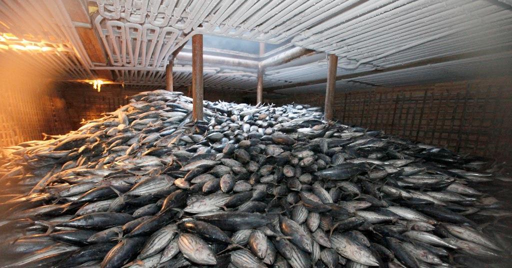 Preventing fishery collapse News World Fishing