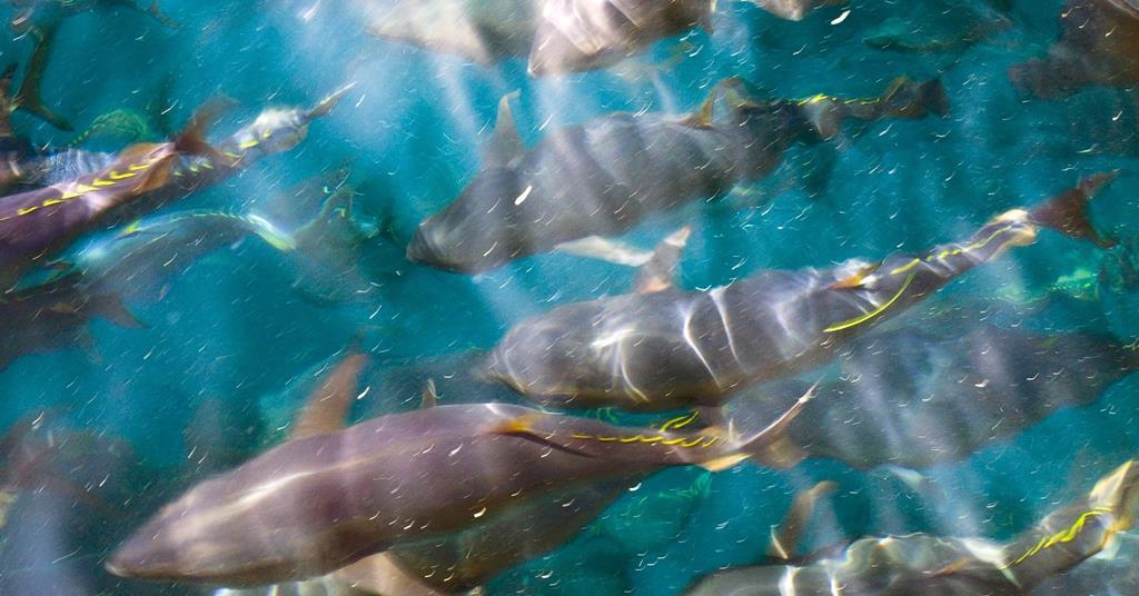 Atlantic bluefin tuna quota debate News World Fishing
