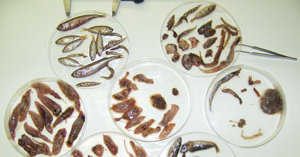Tuna stomach analysis for better fisheries News World Fishing
