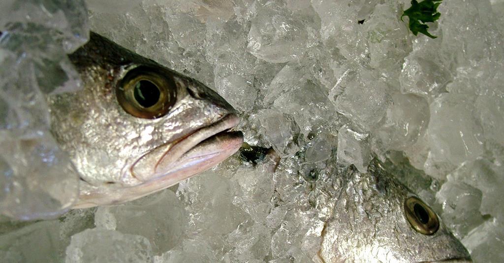 Research into the freshness of frozen fish | News | World Fishing