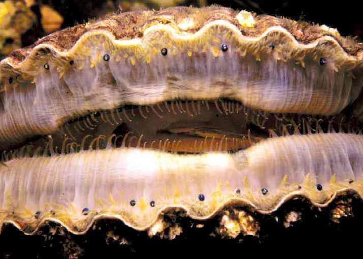 World’s largest wild scallop fishery enters MSC full assessment process News World Fishing