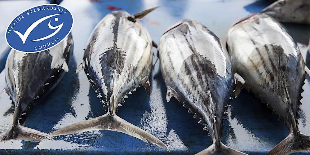 MSC tuna tops 2.4m tonnes News World Fishing