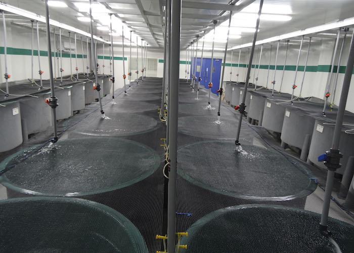 Imported whiteleg shrimp quarantine success News World Fishing