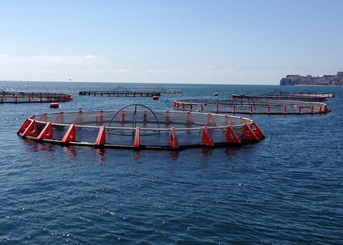 Fish farming is still the future News World Fishing