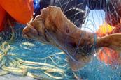 Biogarn.hirtshals-havn