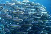 ISSF tuna
