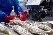 Processing cod