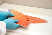 Nofima salmon study