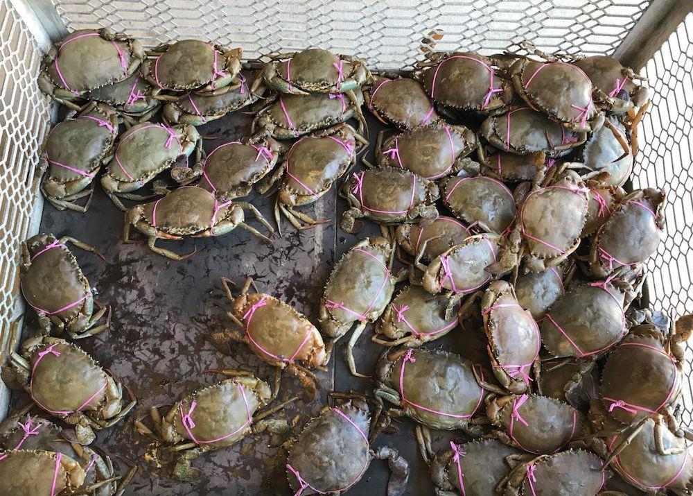 Man whose boat was seized for illegal crab fishing off North