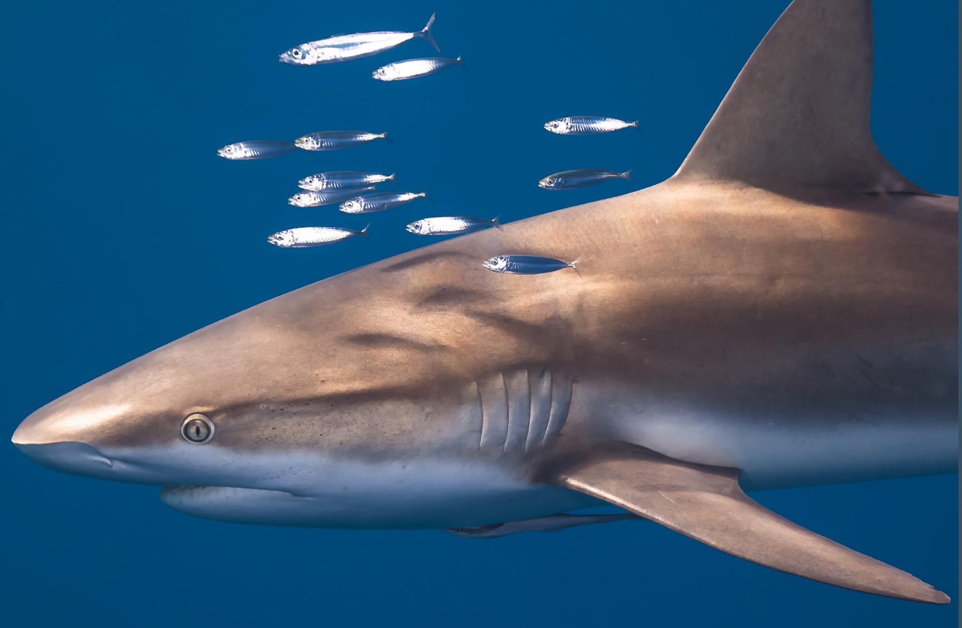 US Government Reviews Atlantic Shark Fishery