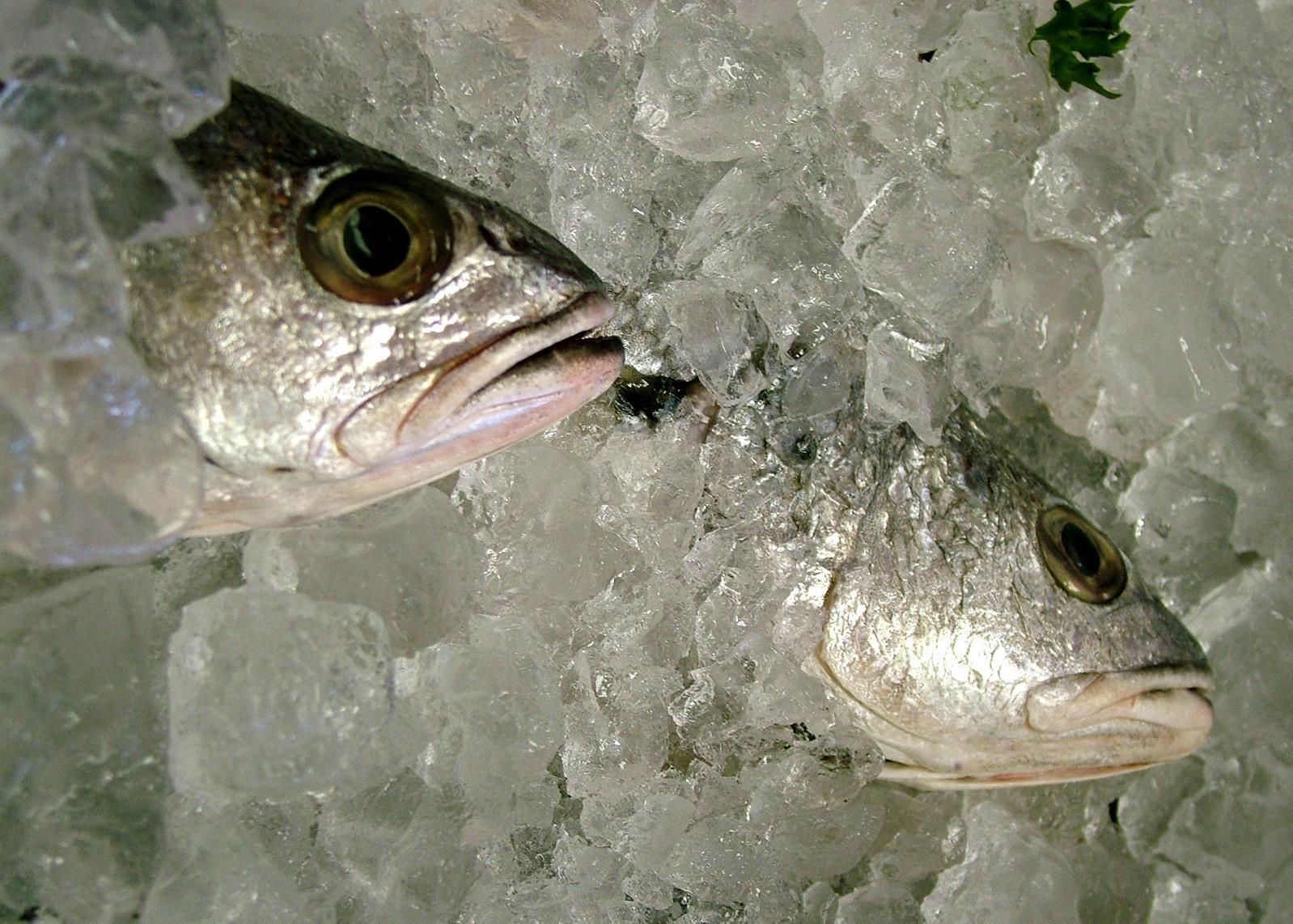 A Strange-Looking Fish, Frozen In Time