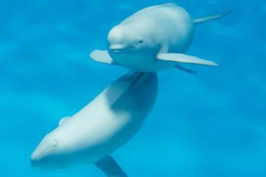 BEIS said that the QuietSea system would be fully effective at detecting cetacean species of specific concern
