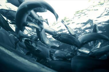Salmon farming