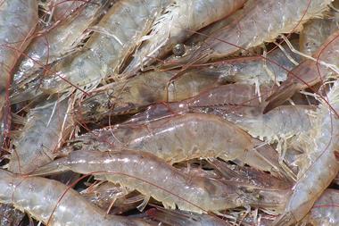 The shrimp farm is expected to be in operation before the end of the year
