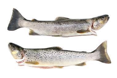 European trout