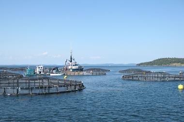Davidsons Head salmon pens at sea
