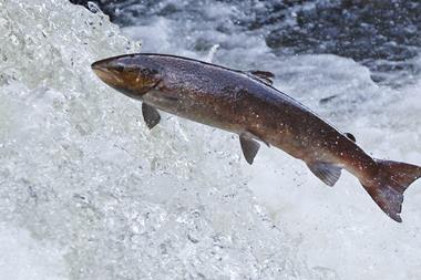 Atlantic salmon