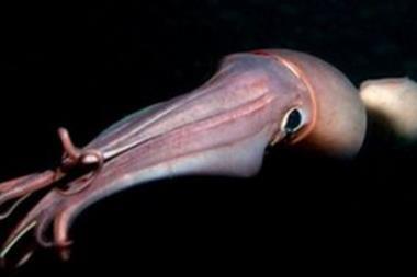 Jumbo flying squid