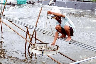 Vietnam shrimp production