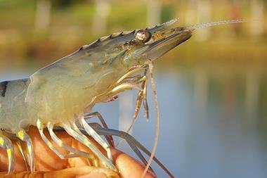 Whiteleg shrimp