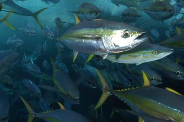 Yellowfin tuna